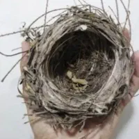 قناری نر اهلی دو ماده تازه دونخور شده فقط تماس