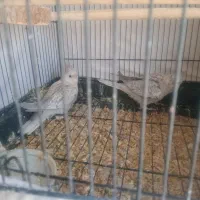 عروس هلندی جوجه