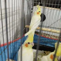 عروس هلندی سخنگو