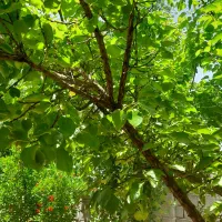 موبایل خط دائمی