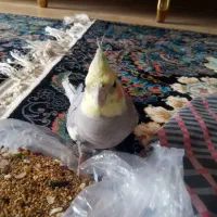 عروس هلدی