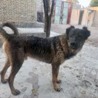 سگ قفقازی