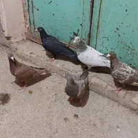 کبوتر کوهی