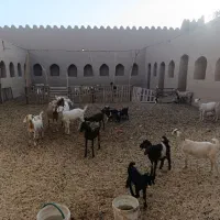 فروش گله ی بز