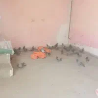 کبوتر چایی