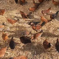 جوجه مرغ و خروس
