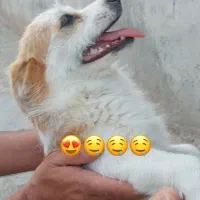 سگ،پاپی،پاکوتاه،شیتزو