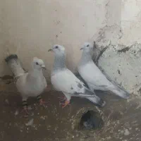 کبوتر