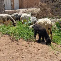 میش وبره تعداد فقط نقدی