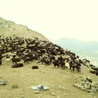 نیازمند یک کارگر دامداری