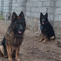 سگ ژرمن اصل