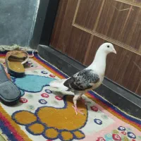 اشعل دوکت