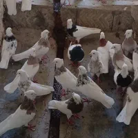 طوقی نسل بینظیر