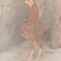 ۳عدد مرغ و خروس لاری اصیل و دوعدد خروس گلپایگانی