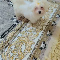 توله مالتیز ماده