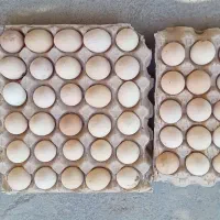 لوبیا|خوردنی و آشامیدنی|ارومیه, |دیوار