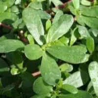 سبزی خرفه و فلفل سبز تند و شیرین