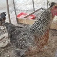 مرغ تخم گذار