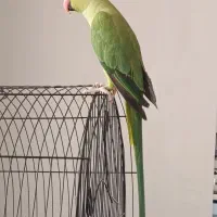 ملنگو ماده سخنگو چلوندنی