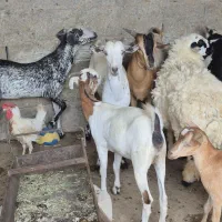 کهره و بره و گیسه