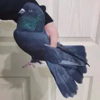 کفتر نقش و پرشی اصیل تهران