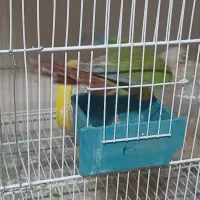 گرینچیک نر مولد