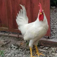 2 عدد خروس دو رگه زیبا 5 ماهه