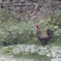 خروس دو رگ و سه جوجه