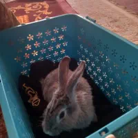 خرگوش