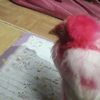 یک عدد جوجه خروس