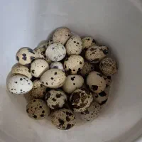 جوجه بلدرچین ۵ روزه تخم بلدرچین خوراکی و نطفه دار