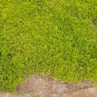 نشا گوجه مفت