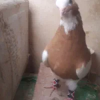 ماده طوق زردسه بر.سرخ وزرد