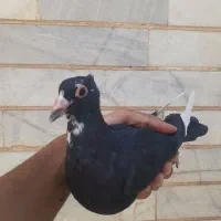 کبوتر سیاه پلنگ