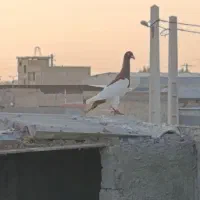 کبوتر یهودی پا بلند نر