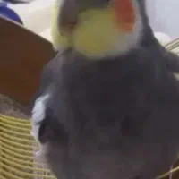 عروس هلندی گم شده