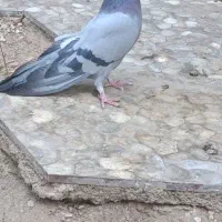 کبوتر پر روزگاری نر