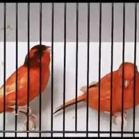 فروش قناری اورجینال