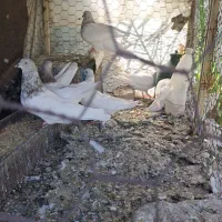 ۷ تا کله ای ۲ دوملیون