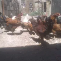 تعدادی مرغ و خروس جوان ۶ماهه