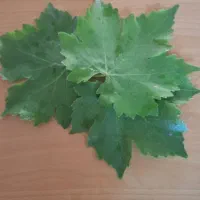 برگ مو