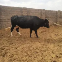 گاو هلشتاین