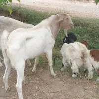 بز میش|حیوانات مزرعه|نجفآباد, شهدا|دیوار