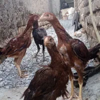 جوجه لاری اصیل