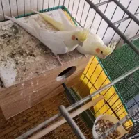یک جفت عروس هلندی نزدیک تخم