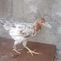 مرغ خروس