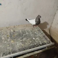 سینه مشکی ماده پرشی