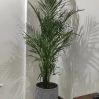 نخل اریکا با گلدان