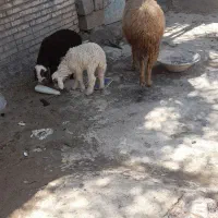 شاگان خروسی جاده