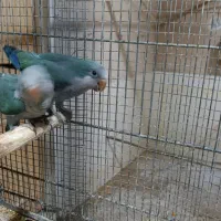 راهب ‌نر